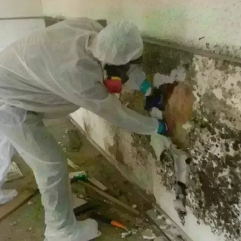 Mold Remediation and Removal in Klamath Falls, OR